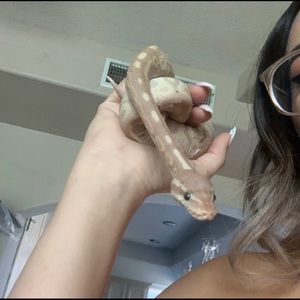 Meet your Posher, Sienna